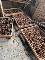 Verse walnoten, Ophalen