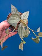 Philodendron Burle Marx Fantasy p12 (1)