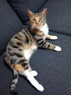 lieve poes Minous mag gratis ophalen naar een nieuw huisje, Huis en Inrichting, Ophalen of Verzenden, Zo goed als nieuw