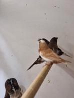 Japanse meeuw | Tropische vogels | Deskundig advies, Meerdere dieren, Tropenvogel