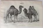 Kameel en Dromedaris gravure 1895, Verzenden