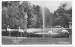 OUWEHANDS DIERENPARK Rhenen.  Flamingovijver., Verzamelen, Ophalen of Verzenden, 1940 tot 1960, Gelopen, Utrecht