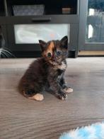 Wij zoeken nog een hotel, Dieren en Toebehoren, Katten en Kittens | Overige Katten, Meerdere dieren, Langharig, 0 tot 2 jaar