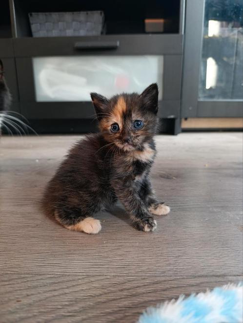 Wij zoeken nog een hotel, Dieren en Toebehoren, Katten en Kittens | Overige Katten, Langharig, Meerdere dieren, 0 tot 2 jaar