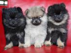 Lieve dwergkees pups (pomeriaan/pomerian) met STAMBOOM, Dieren en Toebehoren, Honden | Poolhonden, Keeshonden en Oertypen, 8 tot 15 weken