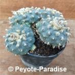 Oude unieke grote Peyote Cactussen !, Huis en Inrichting, Kamerplanten, Verzenden, Cactus, Volle zon, Minder dan 100 cm