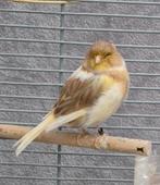 Gloster kanarie pop, Postuur kanarie  pop, Dieren en Toebehoren, Vogels | Kanaries, Vrouwelijk, Kleurkanarie