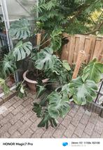 Plantenbieb, Ophalen, Overige soorten, Minder dan 100 cm