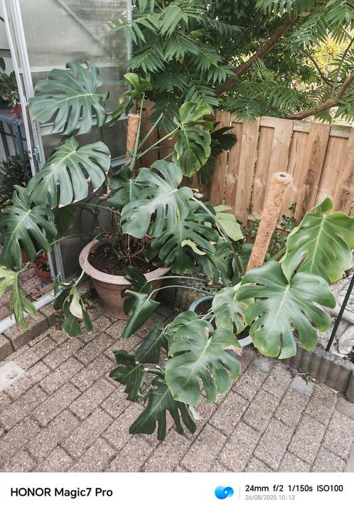 Plantenbieb, Huis en Inrichting, Kamerplanten, Overige soorten, Minder dan 100 cm, Ophalen