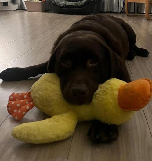 Oppas gezocht, Diensten en Vakmensen, Dieren | Honden | Verzorging, Oppas en Les