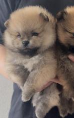 Prachtig Dwergkees/Pomeranian reutje te koop, Dieren en Toebehoren, 8 tot 15 weken, CDV (hondenziekte), Meerdere, Nederland