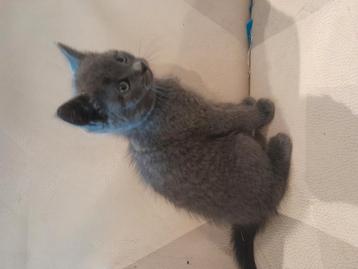 Prachtige grijze kittens aangeboden  beschikbaar voor biedingen