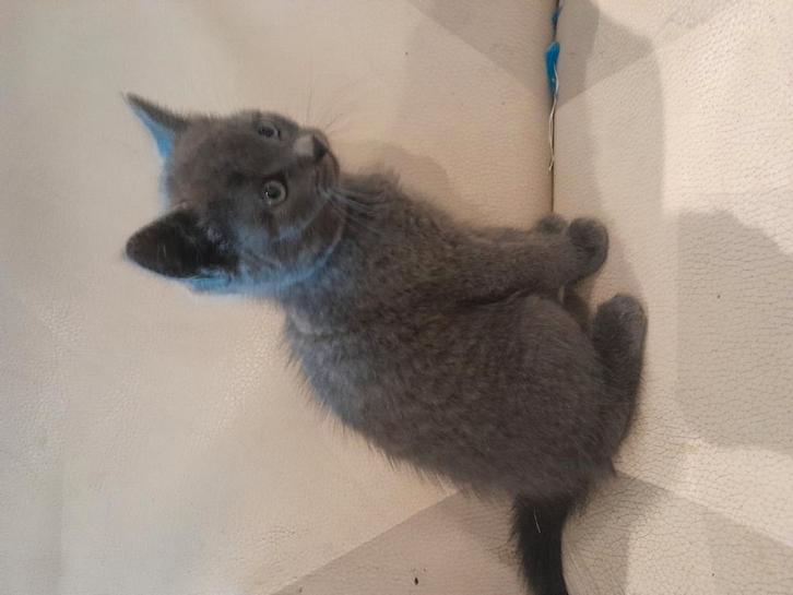 Prachtige grijze kittens aangeboden, Dieren en Toebehoren, Katten en Kittens | Overige Katten, Meerdere dieren