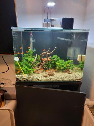 Aquarium compleet incl vissen 