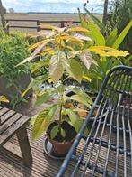 avocado plant, Huis en Inrichting, Kamerplanten, Ophalen, Groenteplant, Halfschaduw, Minder dan 100 cm