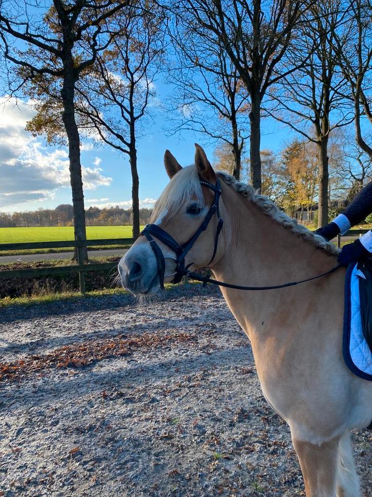 Super brave chique haflinger, Dieren en Toebehoren, Pony's, Merrie, L, E pony (1.48m - 1.57m), 3 tot 6 jaar