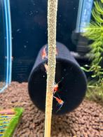 Super crystal red / santa garnalen, Dieren en Toebehoren, Kreeft, Krab of Garnaal