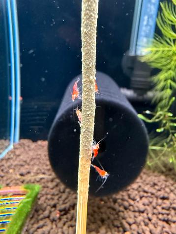 Super crystal red / santa garnalen beschikbaar voor biedingen