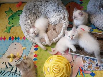 Ragdoll kittens met stamboem beschikbaar voor biedingen