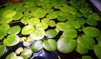 Aquarium drijfplant amazone kikkerbeet, Dieren en Toebehoren, Vissen | Aquaria en Toebehoren, Ophalen of Verzenden, Nieuw, Plant(en), Steen of Hout