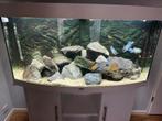 Juwel vision 260, Dieren en Toebehoren, Vissen | Aquaria en Toebehoren, Ophalen, Zo goed als nieuw, Gevuld zoetwateraquarium