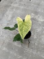 Syngonium Batik Variegata, Huis en Inrichting, Kamerplanten, Overige soorten, In pot, Groene kamerplant, Halfschaduw