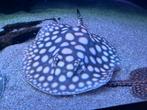 Potamotrygon BD X Henlei X P14 man 20 cm, Vis