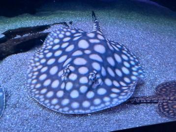 Potamotrygon BD X Henlei X P14 man 20 cm beschikbaar voor biedingen