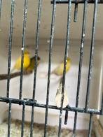 Kanaries, Dieren en Toebehoren, Vogels | Kanaries, Meerdere dieren, Kleurkanarie