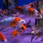 Carrasius auratus, Dieren en Toebehoren, Vissen | Aquariumvissen, Vis