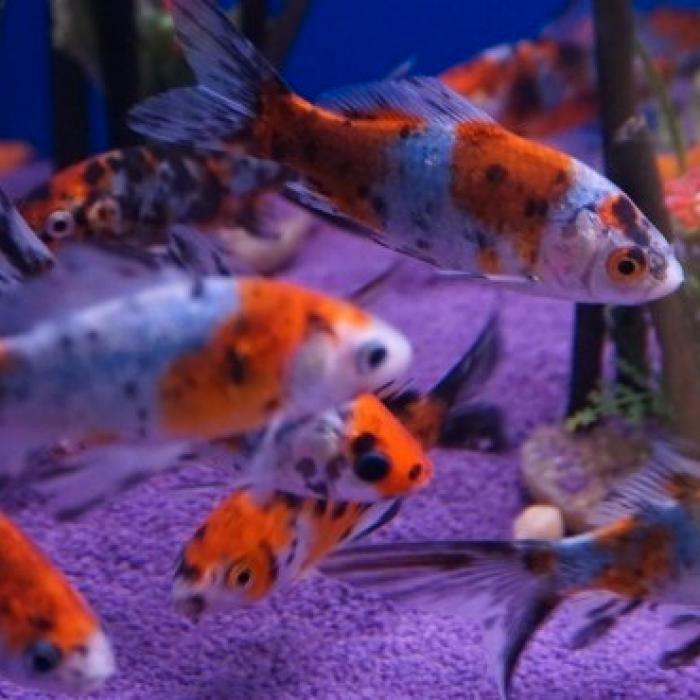 Carrasius auratus, Dieren en Toebehoren, Vissen | Aquariumvissen, Vis
