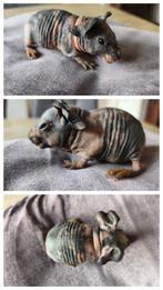 Skinny cavia zeug, Dieren en Toebehoren, Knaagdieren, Cavia, Juli, Vrouwelijk, Tam