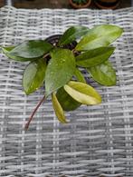 Hoya carnosa, Huis en Inrichting, Kamerplanten, Ophalen of Verzenden, Halfschaduw, Minder dan 100 cm