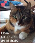 Purina Obesity Management kattenvoer, Dieren en Toebehoren, Dierenvoeding, Ophalen, Kat