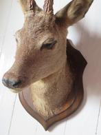 Oude Franse reekop hertenkop met gewei op houten schild, Verzamelen, Dierenverzamelingen, Ophalen of Verzenden, Gebruikt, Hert