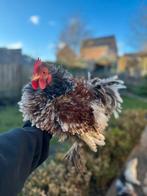 Raszuivere cochin krul (goud blauwgezoomd), Dieren en Toebehoren, Pluimvee, Mannelijk, Kip