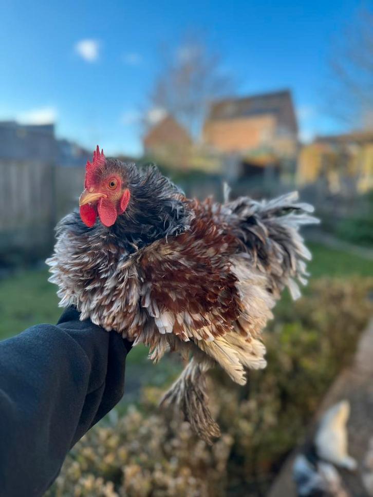 Raszuivere cochin krul (goud blauwgezoomd), Dieren en Toebehoren, Pluimvee, Kip, Mannelijk