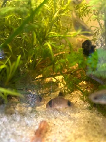 Corydora Panda beschikbaar voor biedingen