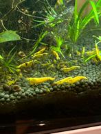 Gele garnalen, neocardinia, Dieren en Toebehoren, Vissen | Aquariumvissen, Kreeft, Krab of Garnaal