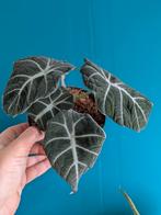 Alocasia Black Velvet, Ophalen of Verzenden, Overige soorten, Minder dan 100 cm