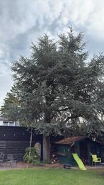Gratis boom, Tuin en Terras, Planten | Bomen, Ophalen of Verzenden, Halfschaduw, Overige soorten, 400 cm of meer