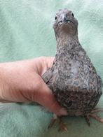 Japanse kwartels, Dieren en Toebehoren, Pluimvee, Meerdere dieren, Overige soorten