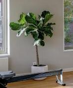 Ficus Tree + Planter, Huis en Inrichting, Kamerplanten, Ophalen, Ficus, Halfschaduw, In pot