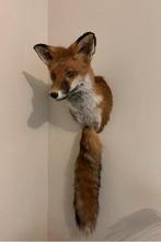 Opgezette vos taxidermy, Verzamelen, Dierenverzamelingen, Ophalen of Verzenden, Nieuw, Wild dier, Opgezet dier