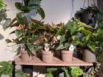 Stippenbegonia, Huis en Inrichting, Kamerplanten, Overige soorten, In pot, Minder dan 100 cm, Groene kamerplant