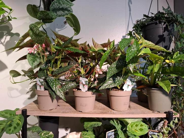 Stippenbegonia, Huis en Inrichting, Kamerplanten, Overige soorten, Minder dan 100 cm, Groene kamerplant, Halfschaduw, In pot, Ophalen of Verzenden