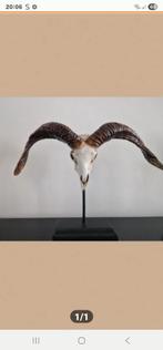 Skull op.standaard, Verzamelen, Dierenverzamelingen, Ophalen of Verzenden, Nieuw, Paard, Schedel