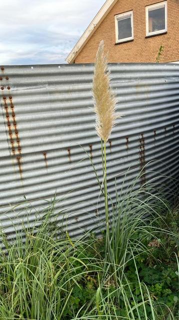 Pampasgras (Cortaderia). Struiken met kluit beschikbaar voor biedingen