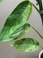 Epipremnum Pinnatum Mint - Zeldzame Kamerplant, Huis en Inrichting, Kamerplanten, Ophalen of Verzenden, Halfschaduw, Minder dan 100 cm