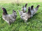 Jonge tamme Bleu de landes kippen hennen gesekst en ingeënt, Dieren en Toebehoren, Pluimvee, Vrouwelijk, Kip